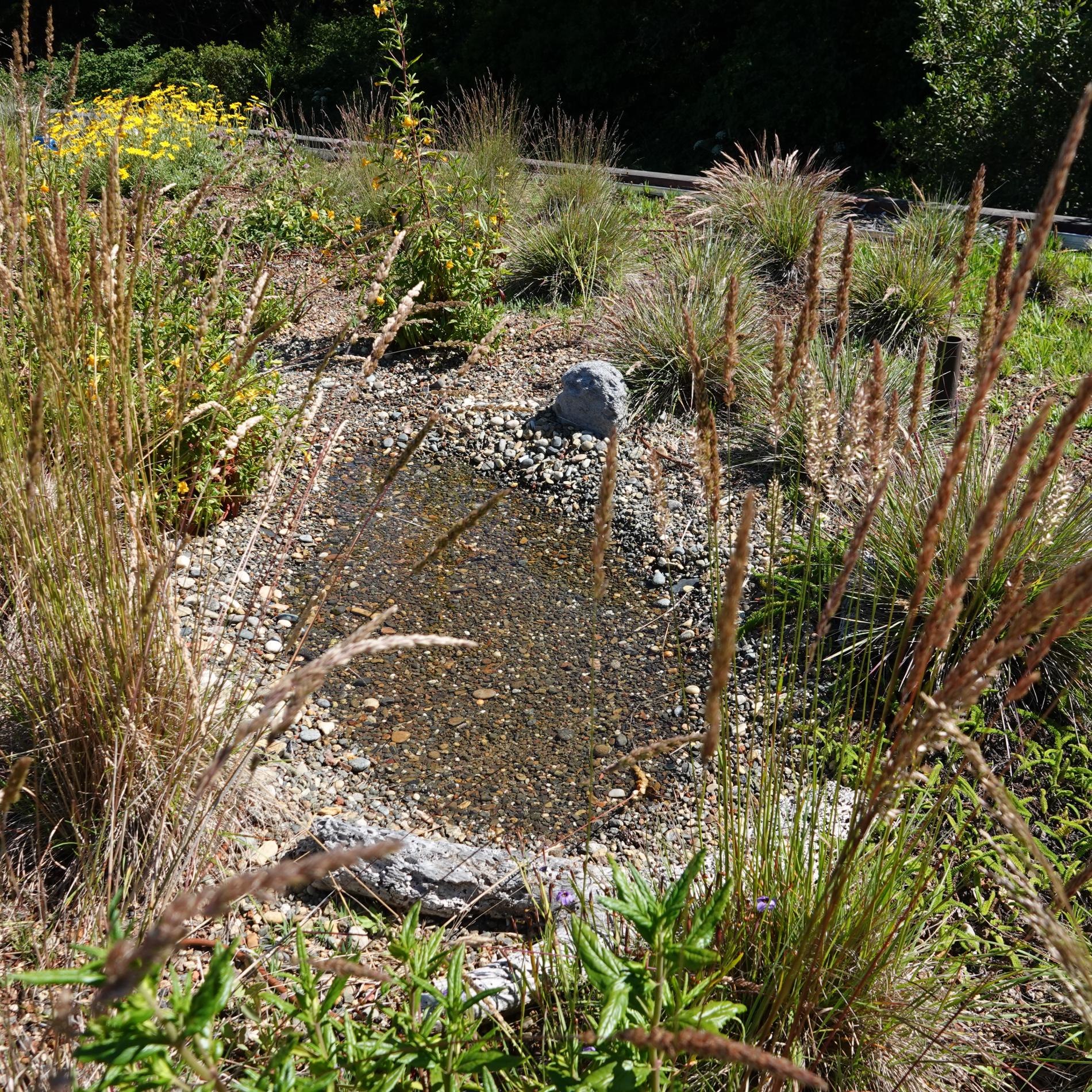 Pollinator pond