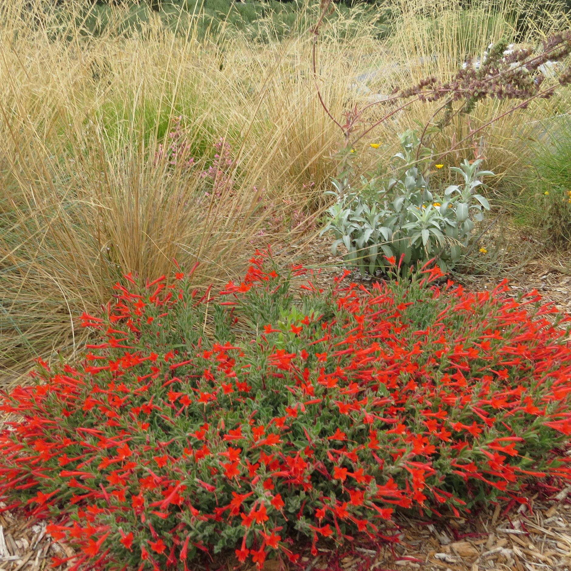 Planting in bloom