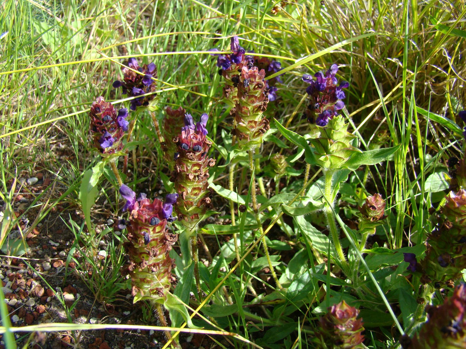 Self heal planting