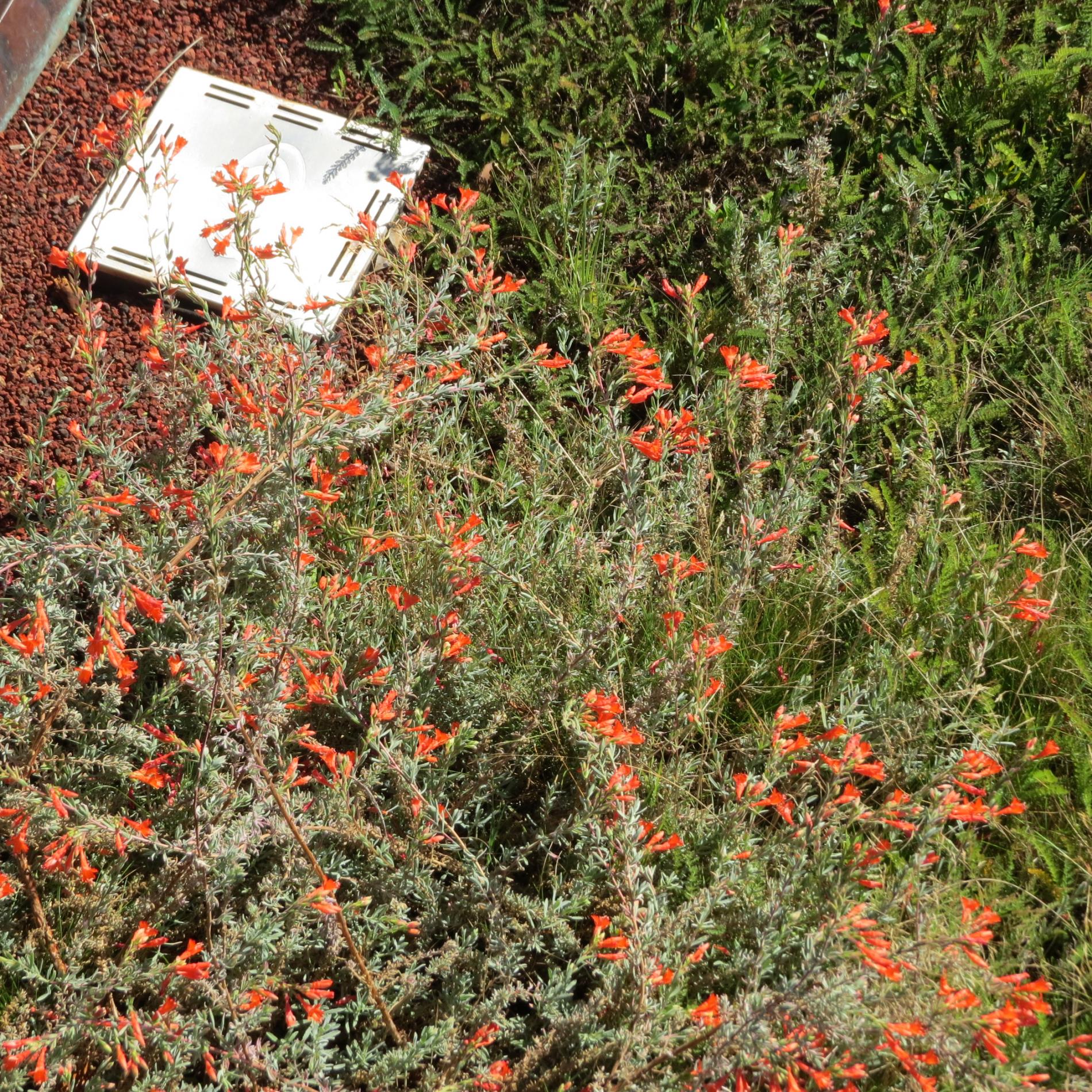 Native planting