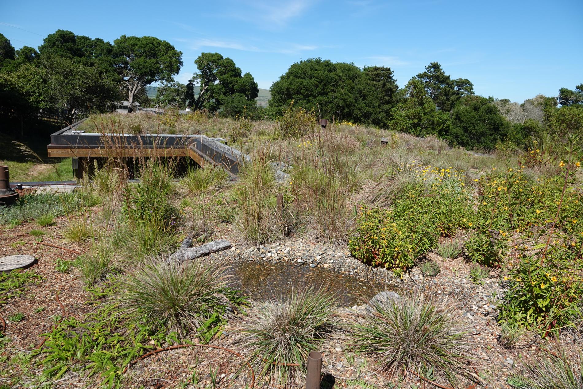 Biodiverse habitat roofscape