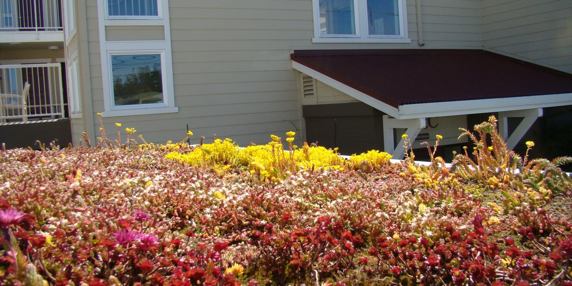View across living roof