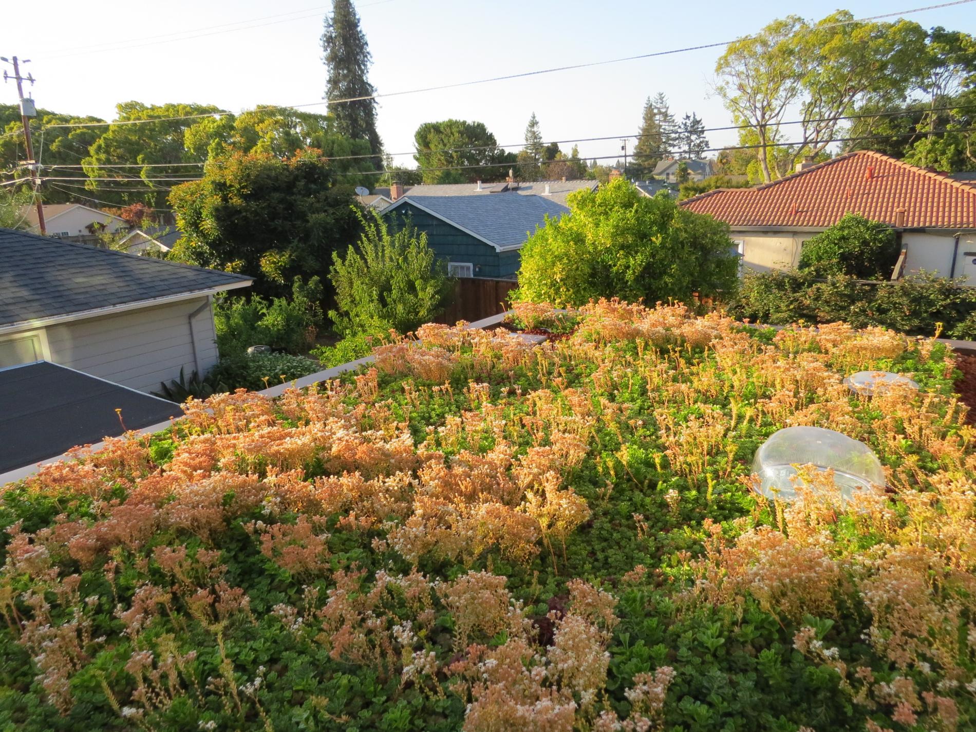 Living roof with solar tube