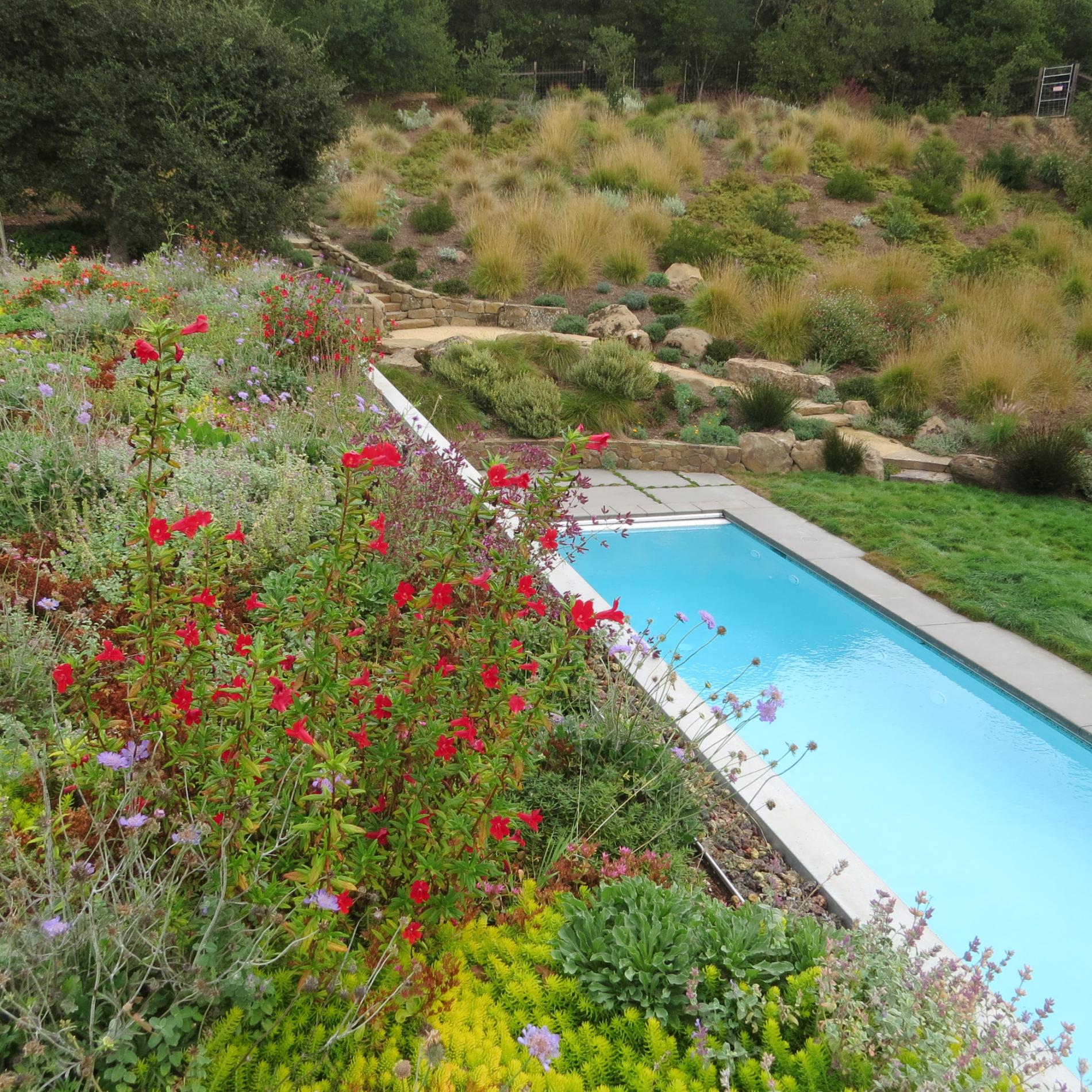 Living roof on Pool house