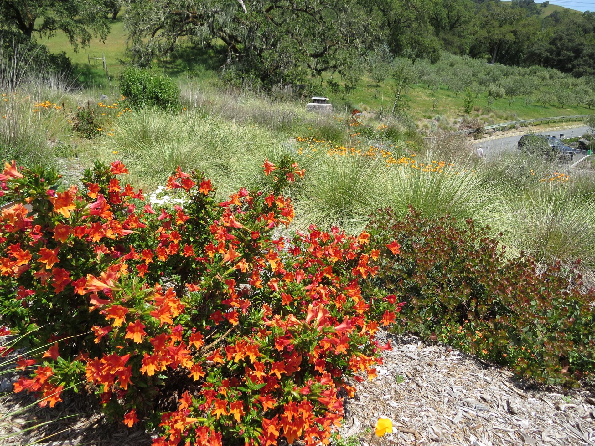 Monkey flower in bloom