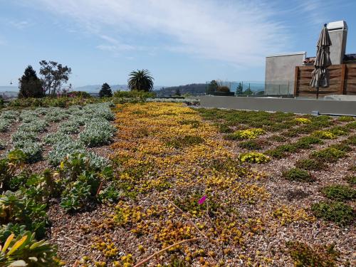 A succulent roofscape & lounge