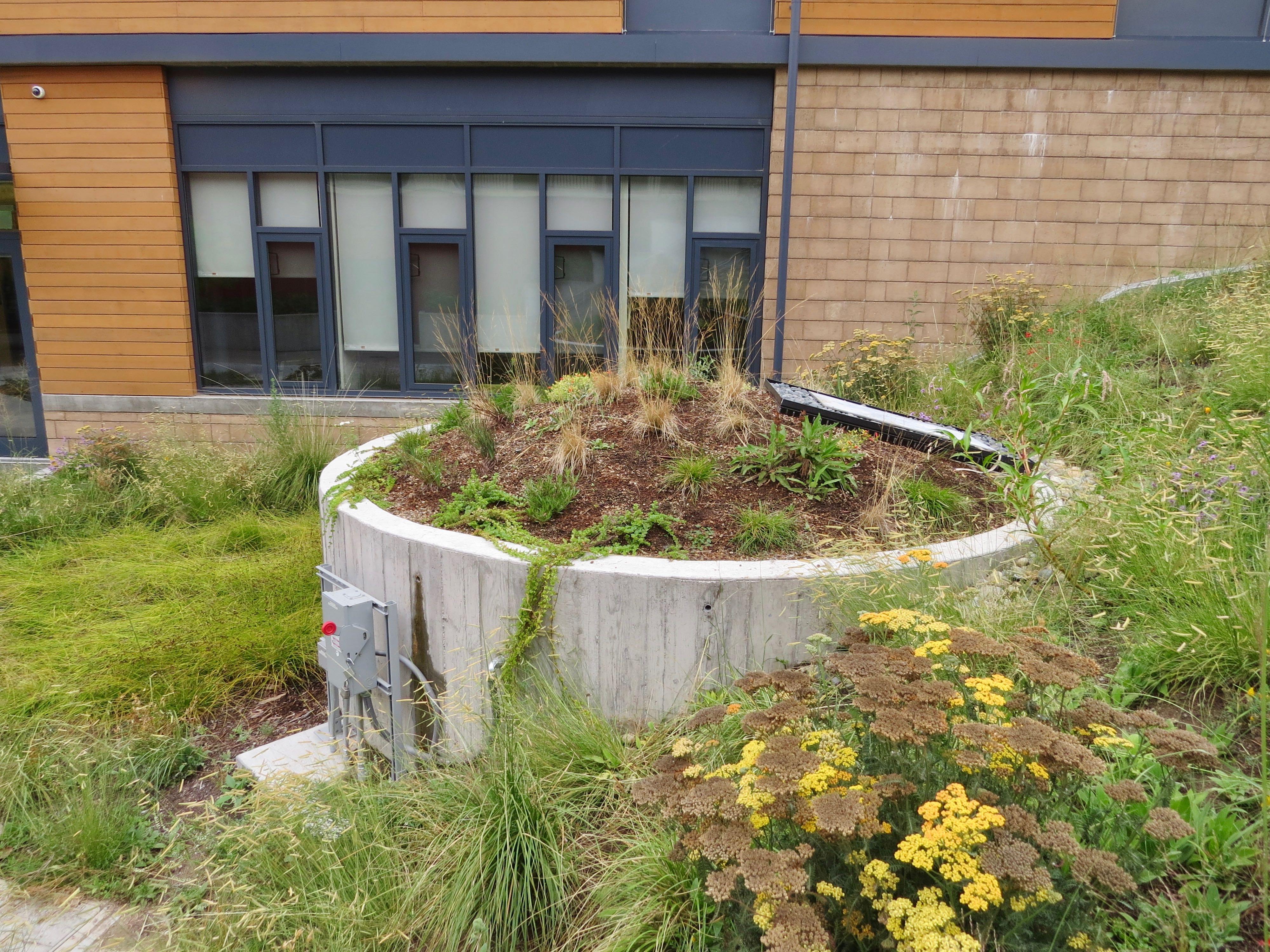 Rainwater tank with living roof