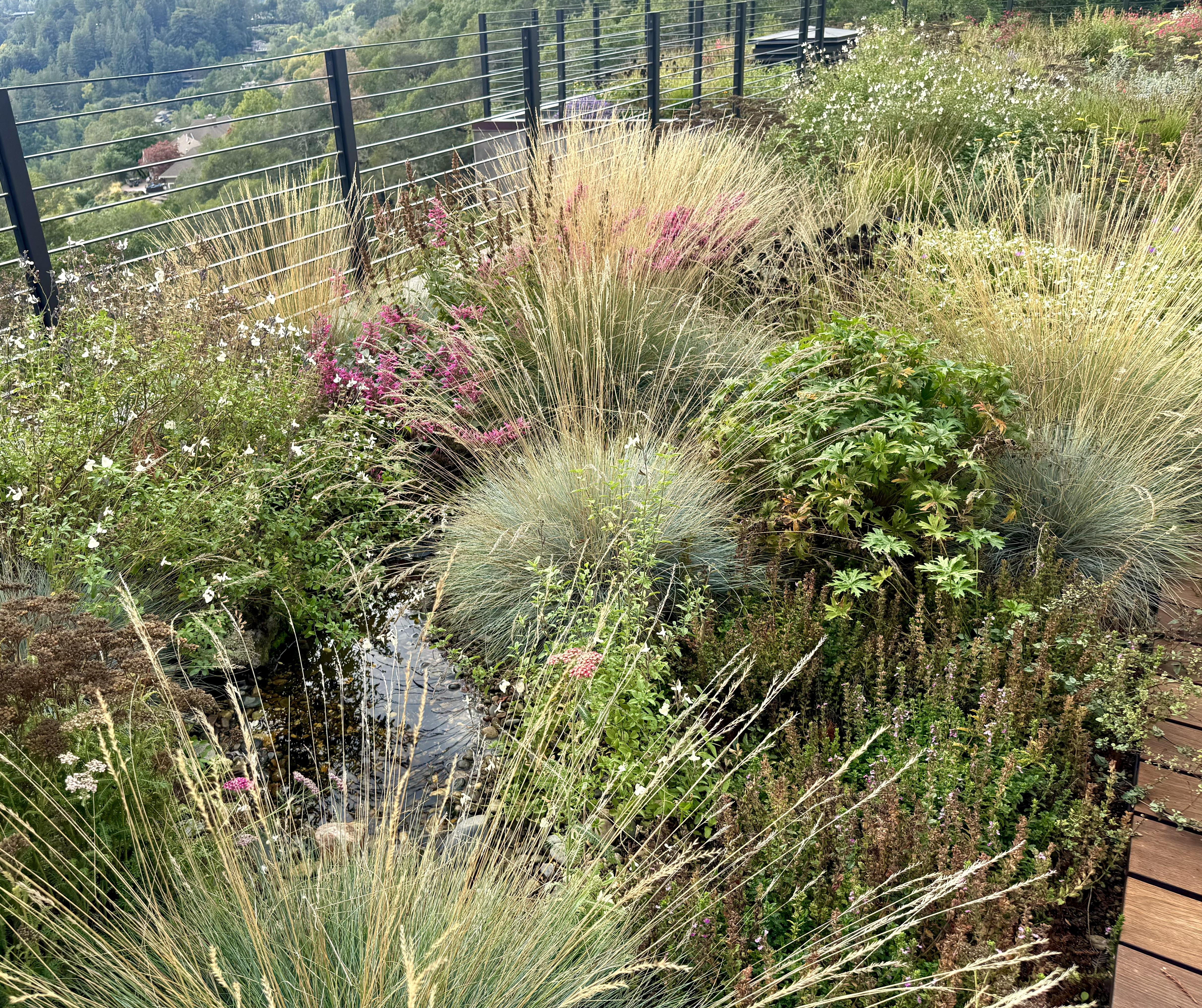 Plantings adjacent to Pollinator pond