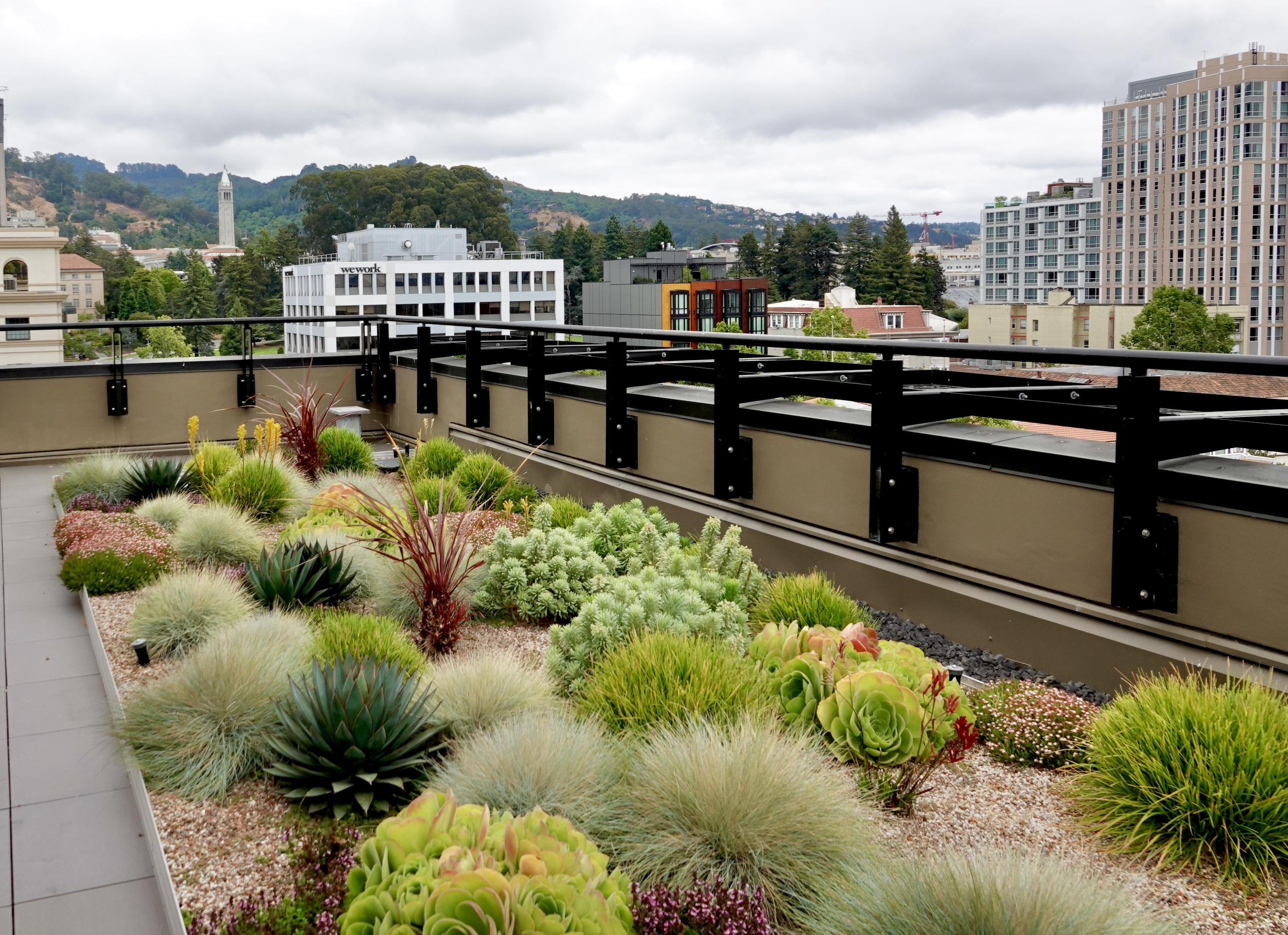 Southern rooftop garden zone