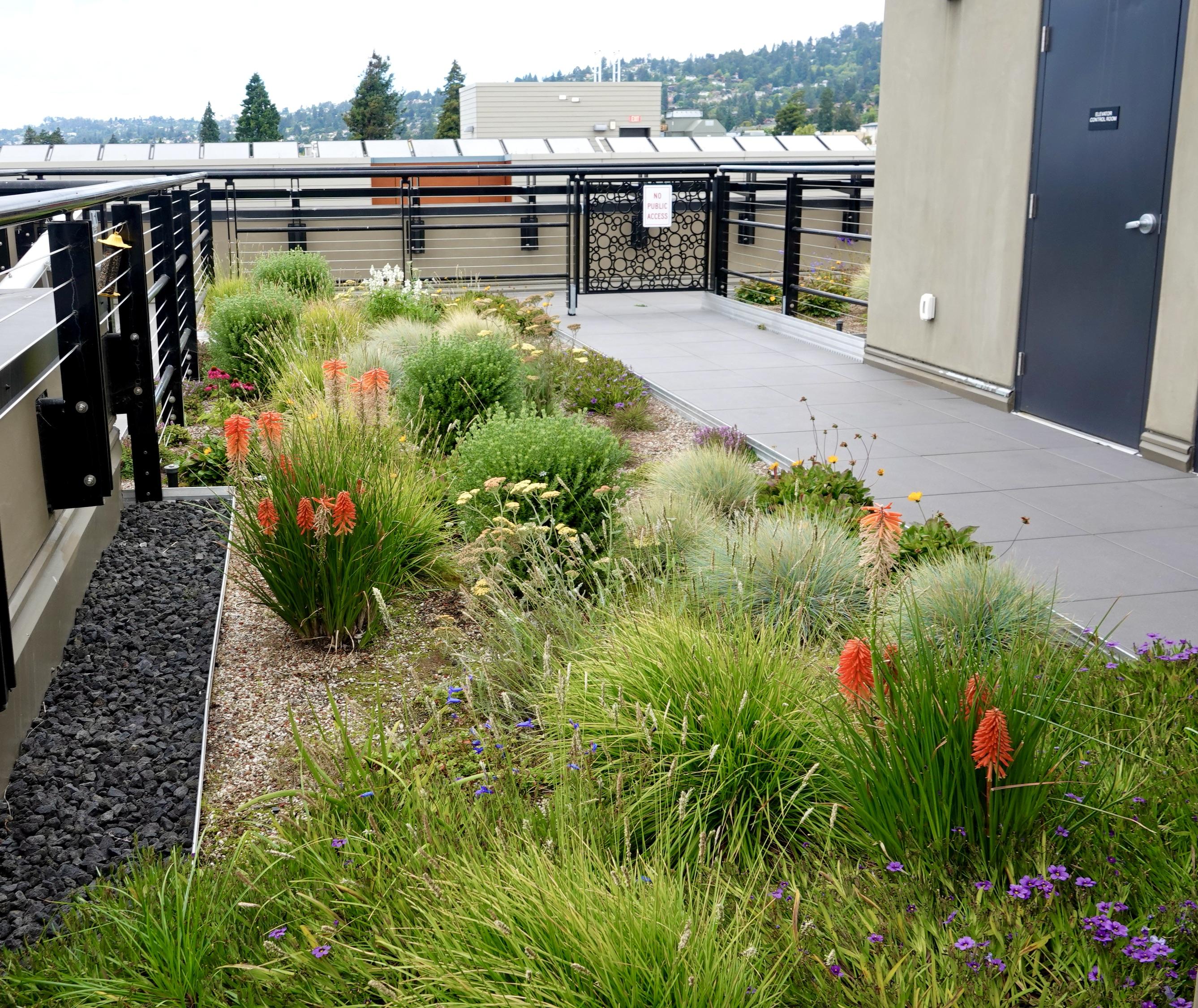 Rooftop garden view north