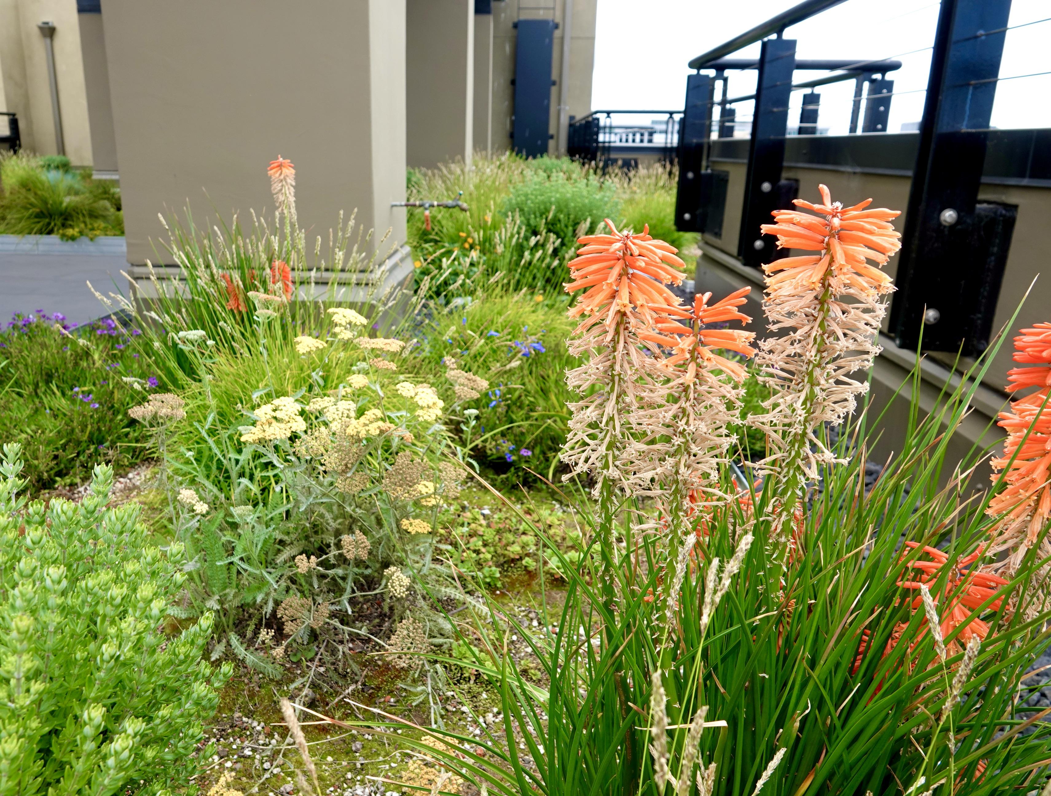Rooftop gardenscape view