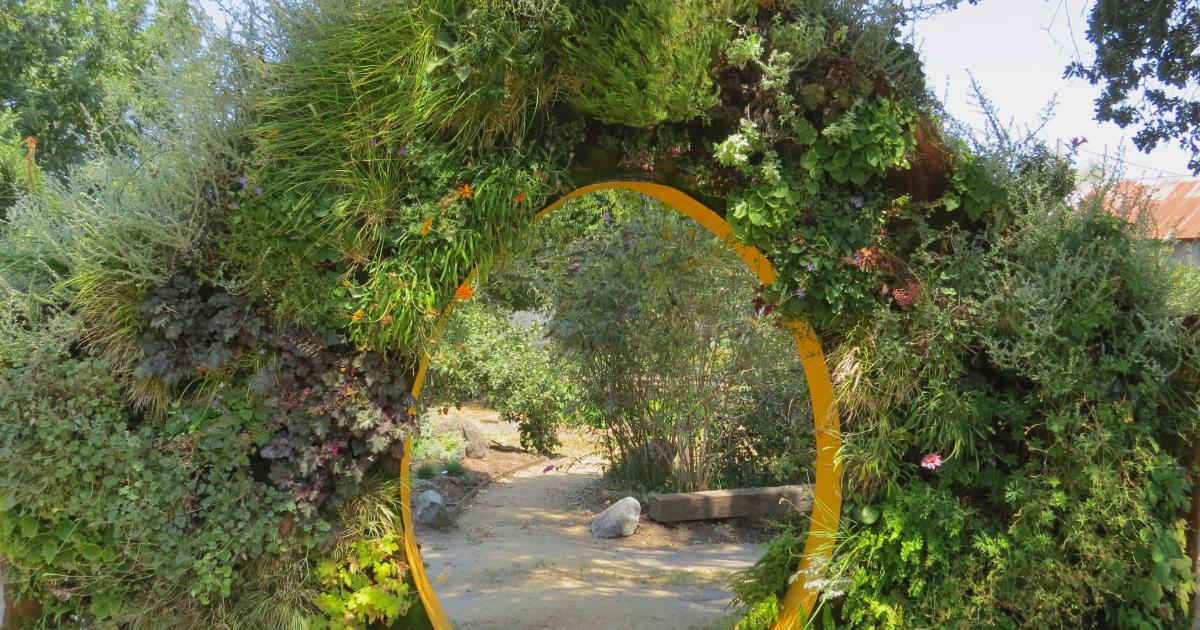 janssen thuja Thuja occidentalis 'Mirjam'